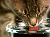 Cat who enjoys Healthwise Premium pet food from Zen Pets