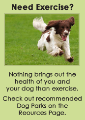 Bring out your dog's health through exercise at your local dog park.
