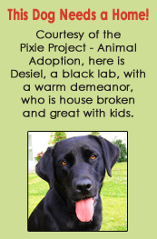 Adopt a dog through the Pixie Project - Animal Adoption.