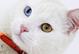 Healthy cat who gets cat supplies from Zen Pets